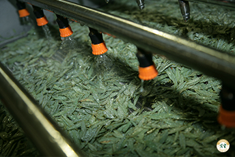 戈宝红麻茶生产工序-无菌清洗
