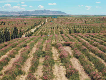 阿勒泰启动建设戈宝红麻国家级农业标准化示范区