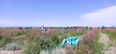 戈宝红麻花海景区