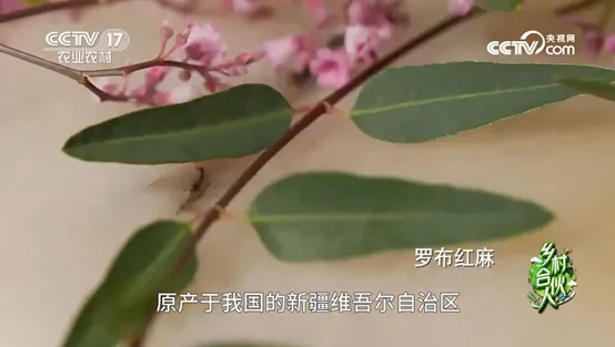 戈宝红麻放异彩:阿勒泰特色化妆品原料研发创新开启产业新篇章(图7) 7b6d4f48-30b2-43c8-8b84-aead5d607a45.jpg