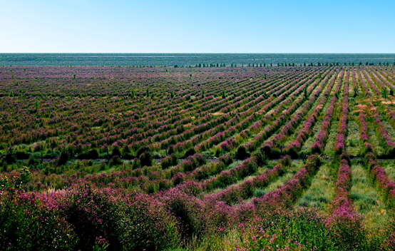 罗布麻品质控制与高值化利用关键技术产业化应用项目科技成果路演和学术研讨会圆满召开(图12) 68fc9bb8-fbec-4e68-a83b-02bc36658433.png