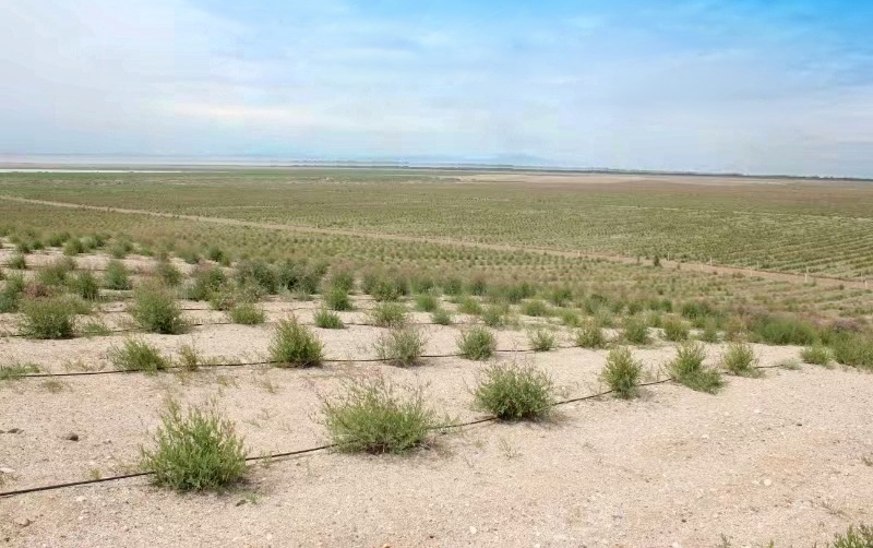 罗布麻品质控制与高值化利用关键技术产业化应用项目科技成果路演和学术研讨会圆满召开(图7) f683c4d0-a429-4fa0-81af-16770f09b258.png
