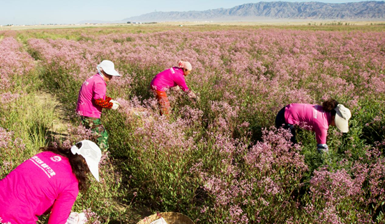 全国人大常委会副委员长武维华视察戈宝红麻花海景区(图4) 88b2cccd-5ed4-4213-ac88-32b131fd7f44.png