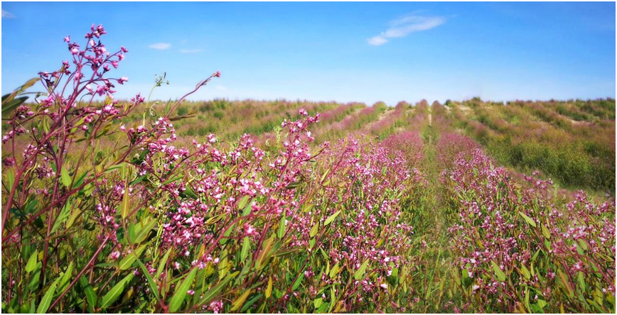 喜报!戈宝荣获深圳健康产业“匠心品质案例”和“产品技术创新案例” 两项殊荣(图10) 1f428a2e-275a-497e-9093-6c0009a10dbe.png